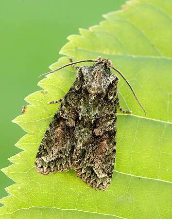 73.225 BF2248 Brindled Green Dryobotodes eremita