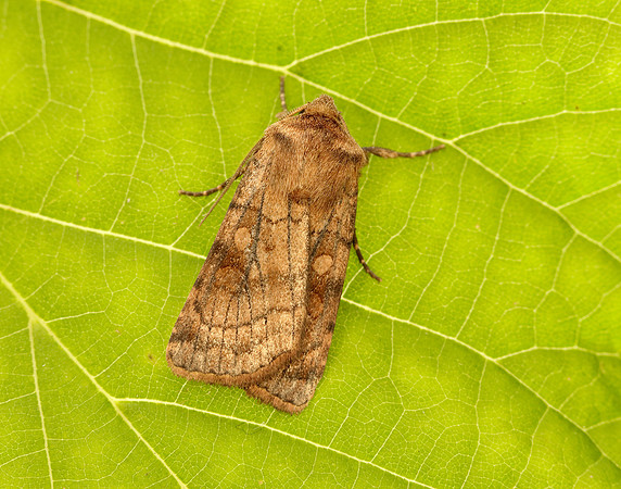 73.358 BF2133 Six-striped Rustic Xestia sexstrigata