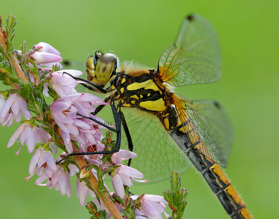 Black Darter Sympetrum danae
