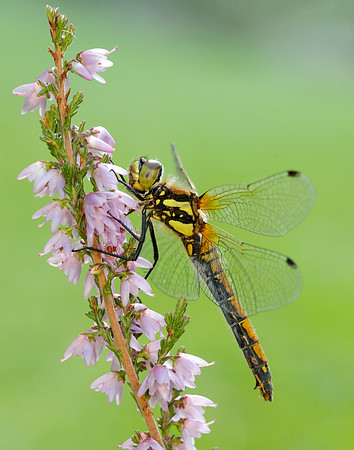 Black Darter Sympetrum danae