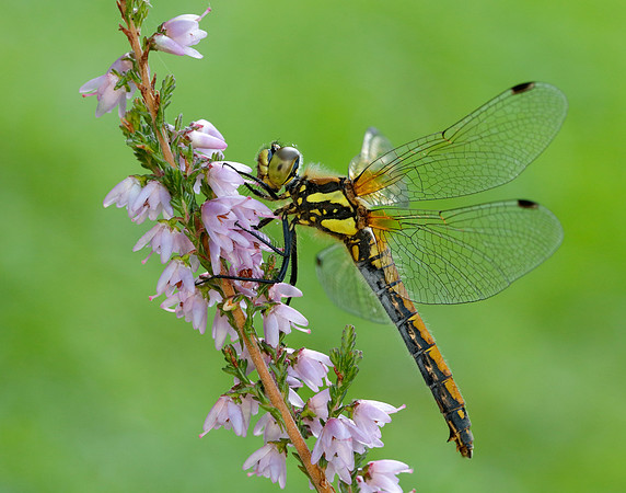 Black Darter Sympetrum danae