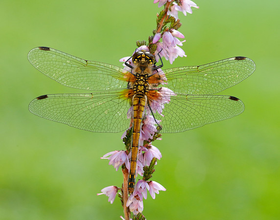 Black Darter Sympetrum danae