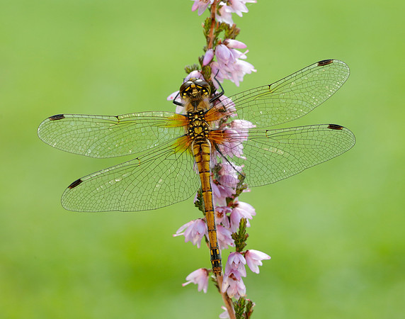 Black Darter Sympetrum danae
