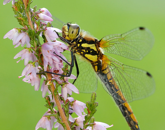 Black Darter Sympetrum danae