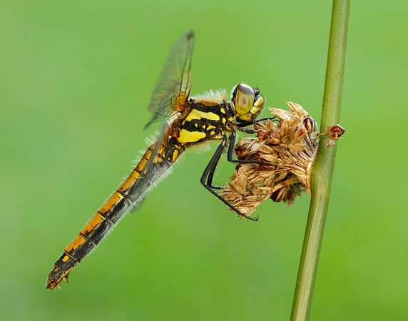 Black Darter Sympetrum danae
