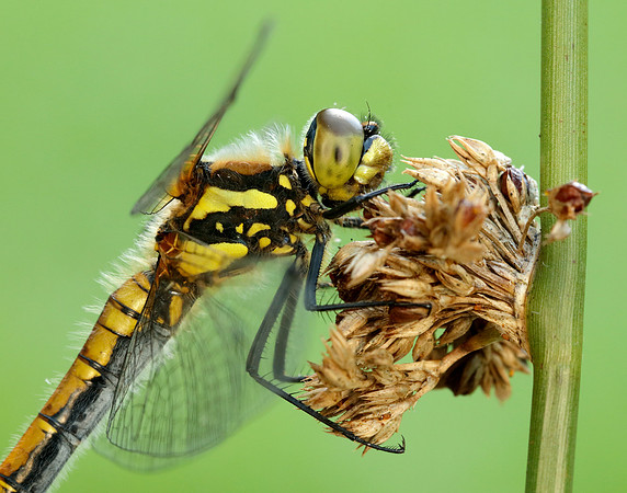Black Darter Sympetrum danae