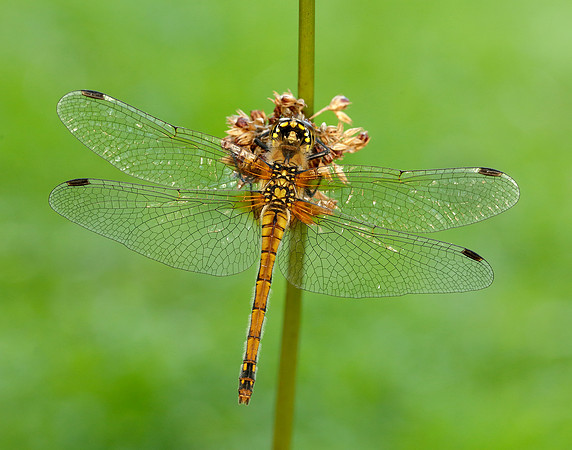 Black Darter Sympetrum danae