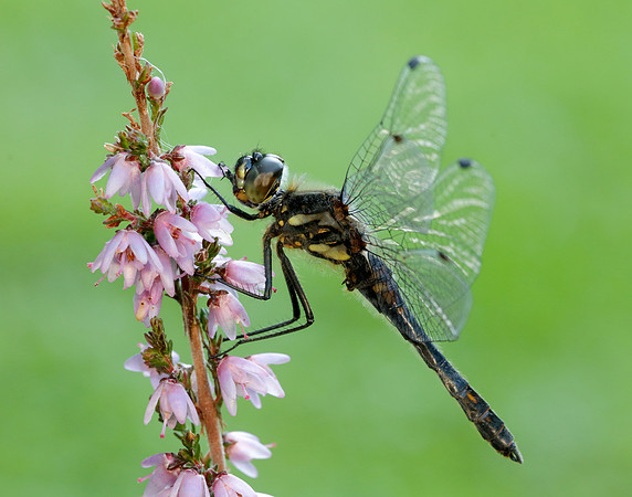 Black Darter Sympetrum danae