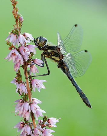 Black Darter Sympetrum danae