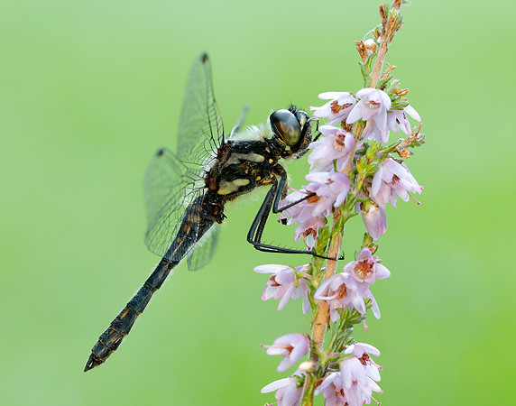 Black Darter Sympetrum danae