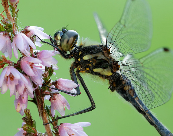Black Darter Sympetrum danae