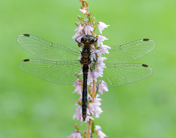 Black Darter Sympetrum danae