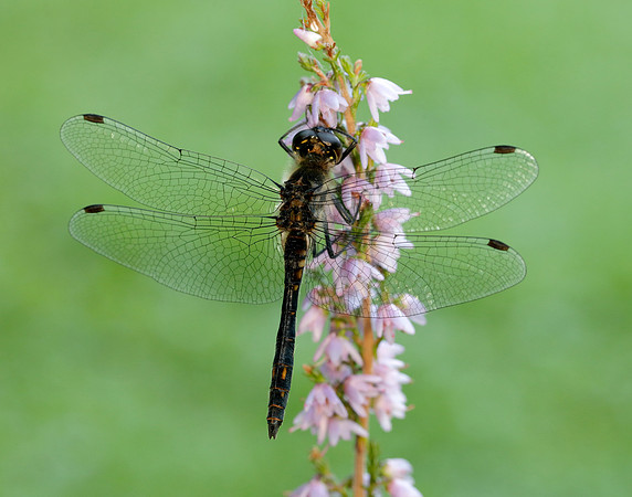 Black Darter Sympetrum danae