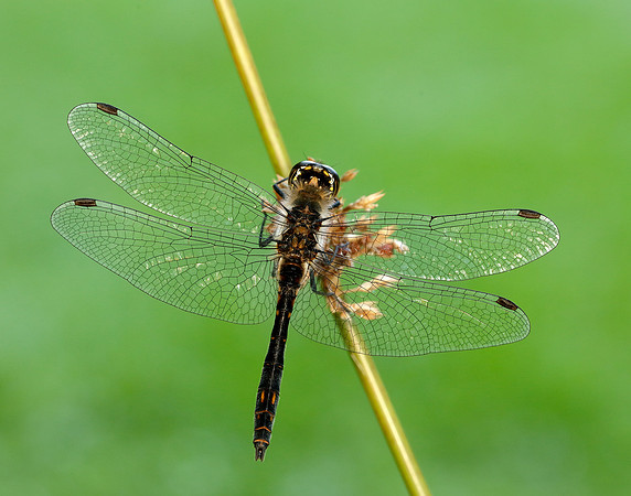 Black Darter Sympetrum danae