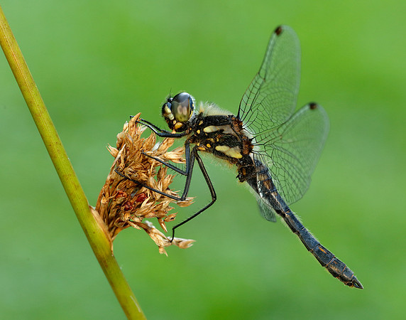 Black Darter Sympetrum danae