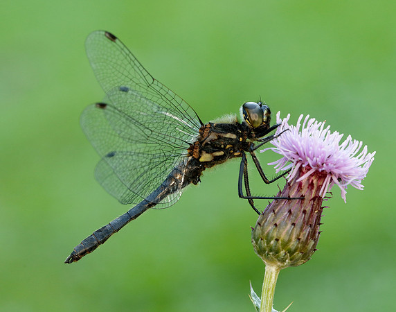 Black Darter Sympetrum danae