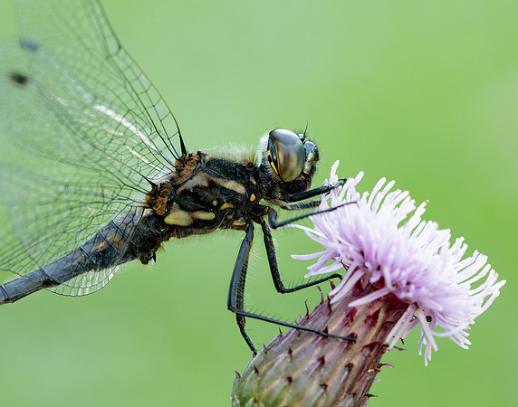 Black Darter Sympetrum danae