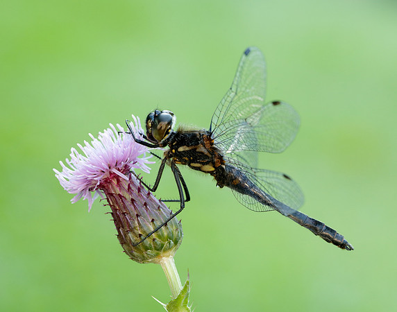 Black Darter Sympetrum danae