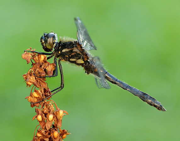 Black Darter Sympetrum danae