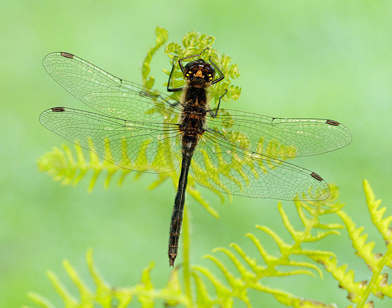 Black Darter Sympetrum danae