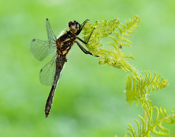 Black Darter Sympetrum danae