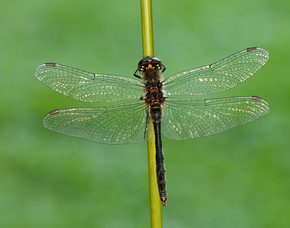 Black Darter Sympetrum danae