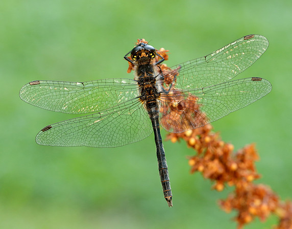 Black Darter Sympetrum danae