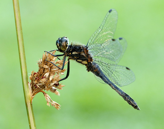Black Darter Sympetrum danae