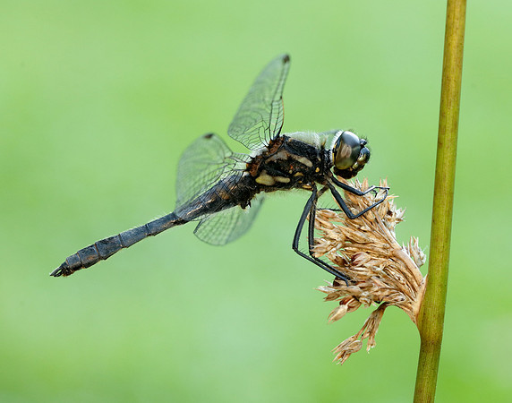 Black Darter Sympetrum danae