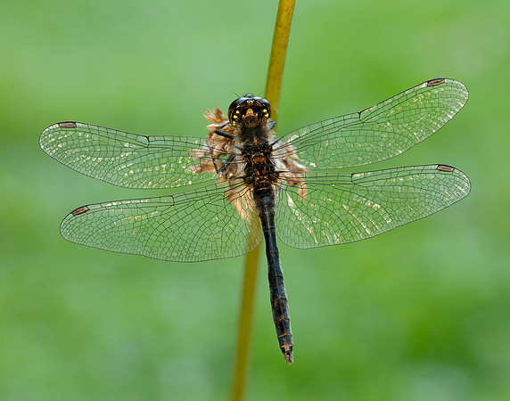 Black Darter Sympetrum danae