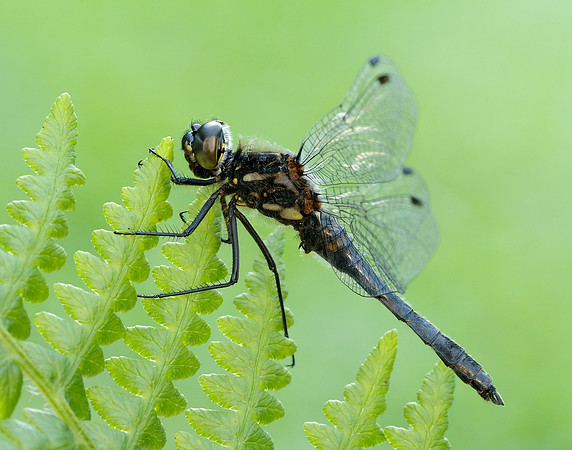 Black Darter Sympetrum danae