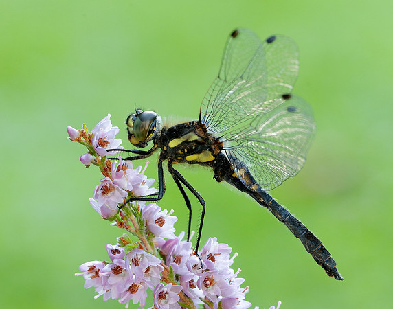 Black Darter Sympetrum danae