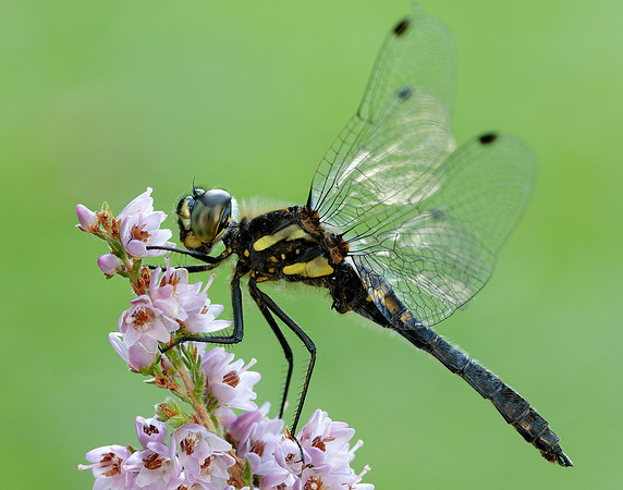 Black Darter Sympetrum danae