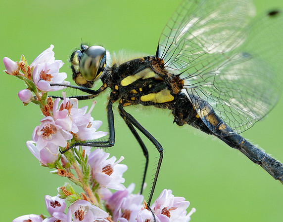 Black Darter Sympetrum danae