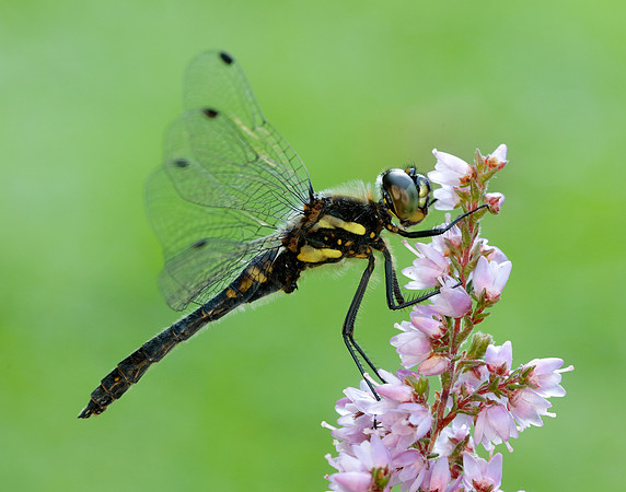 Black Darter Sympetrum danae