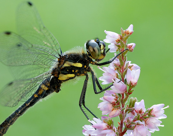 Black Darter Sympetrum danae