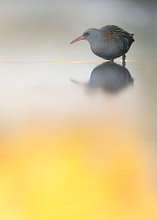 Water Rail Rallus aquaticus