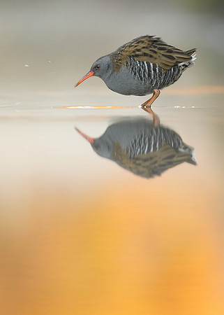 Water Rail Rallus aquaticus