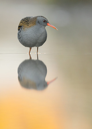 Water Rail Rallus aquaticus