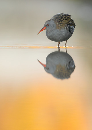 Water Rail Rallus aquaticus