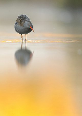 Water Rail Rallus aquaticus