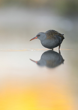 Water Rail Rallus aquaticus