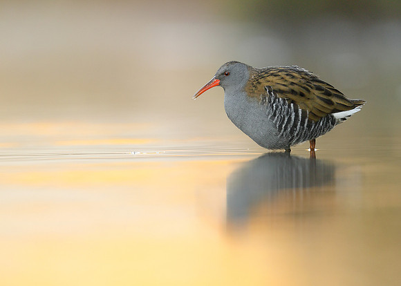Water Rail Rallus aquaticus