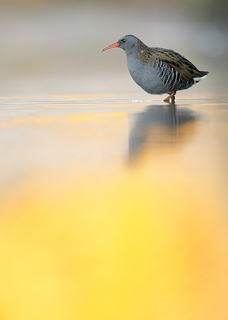 Water Rail Rallus aquaticus