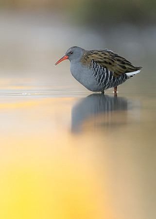 Water Rail Rallus aquaticus