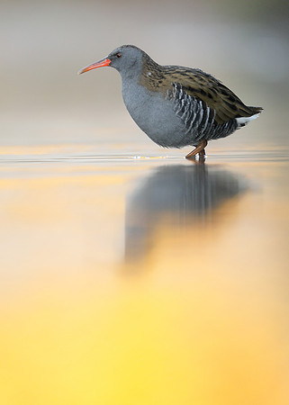 Water Rail Rallus aquaticus
