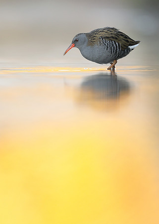 Water Rail Rallus aquaticus