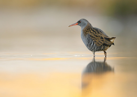 Water Rail Rallus aquaticus