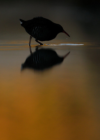 Water Rail Rallus aquaticus