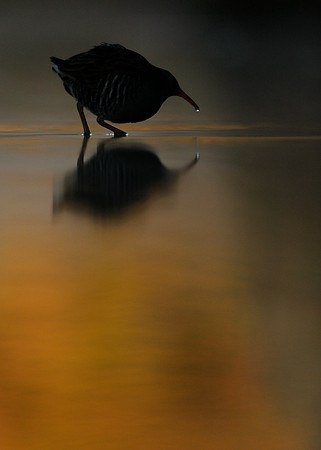 Water Rail Rallus aquaticus
